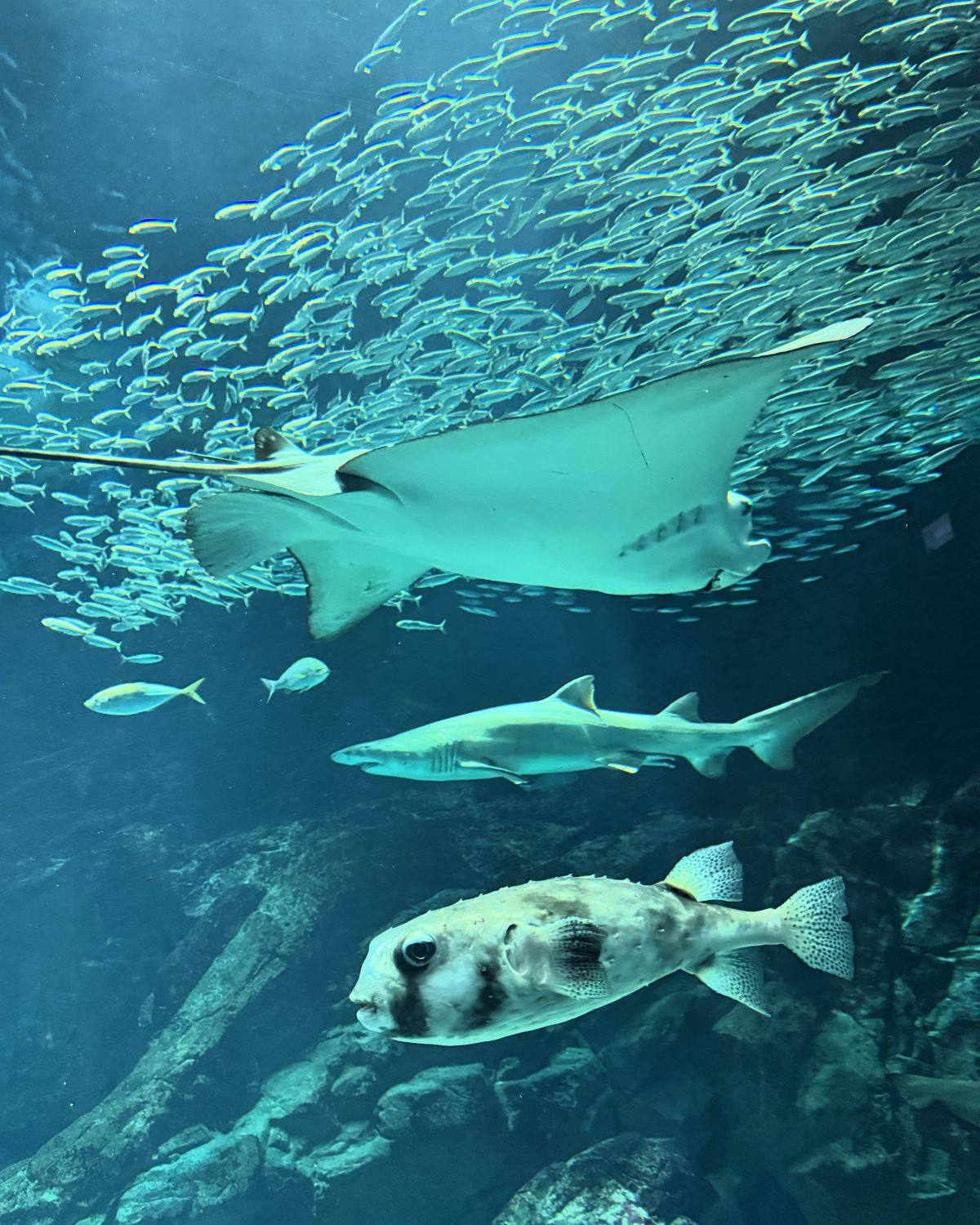 Stingray, shark, and pufferfish swimming in front of a massive school of fish inside the main tank at Marine World Uminonakamichi in Fukuoka, Japan.
